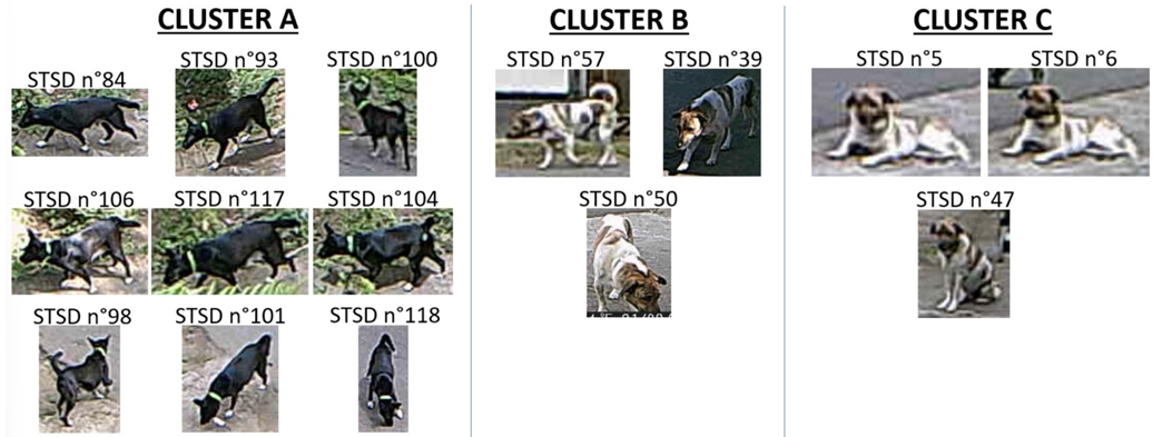 Re-identification of dogs from videos in uncontrolled environments