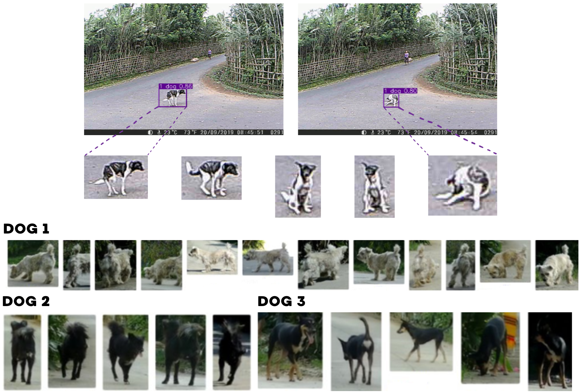 I presented my research at the MIPS research center week of the university of Montpellier. The image shows on top an example of dog detection results and below an example of clustering.